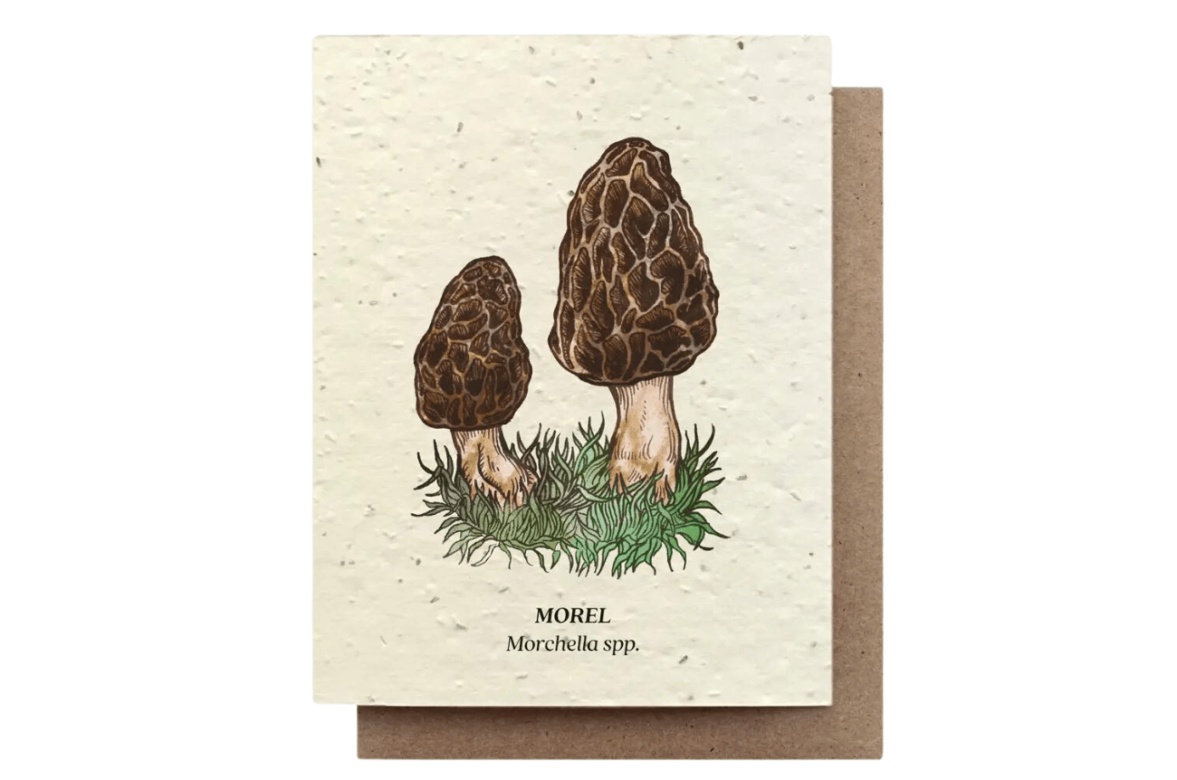 Small Victories Morel Mushroom Individual Plantable Seed Cards